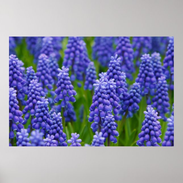 PÓSTER FLUJOS DE GRIPE AZUL PURPLE NATURE GRASS BEAUTY SC (Frente)