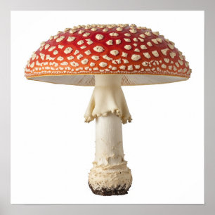 Póster Fly Agaric Mushroom