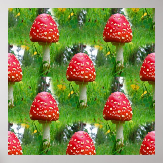 Póster Fly Agaric Mushrooms (Frente)
