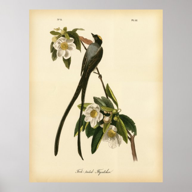 Póster Flycatcher audubon vintage floral (Frente)
