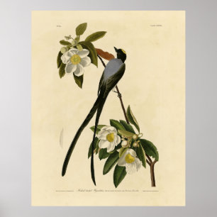 Póster Flycatcher con cola de horquilla, pájaros de Améri