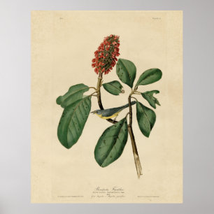 Póster Flycatcher de Bonaparte, los pájaros de América de