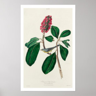 Póster Flycatcher de Bonaparte por Audubon Poster