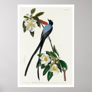 Póster Flycatcher de cola de horquilla, por Audubon Poste