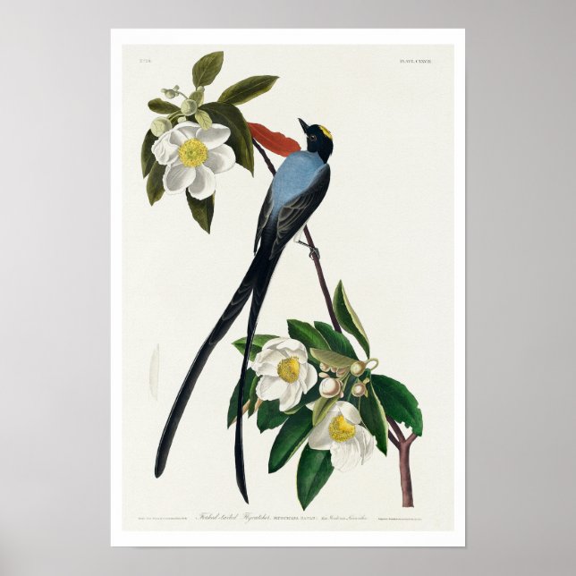 Póster Flycatcher de cola de horquilla, por Audubon Poste (Frente)
