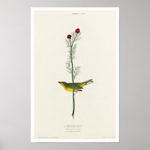 Póster Flycatcher de Selby por Poster Audubon
