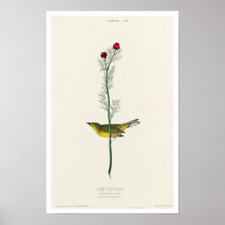 Póster Flycatcher de Selby por Poster Audubon