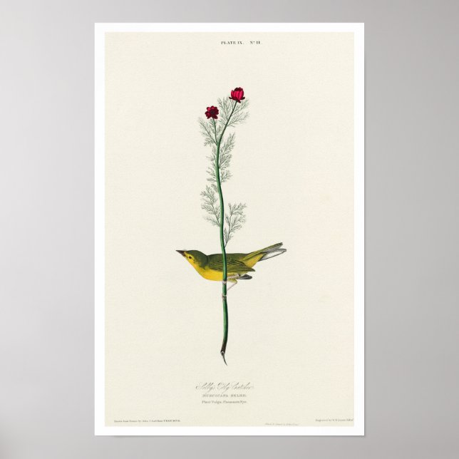 Póster Flycatcher de Selby por Poster Audubon (Frente)