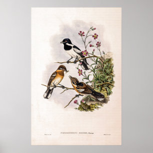 Póster Flycatcher de Vintage Brodie, de John Gould