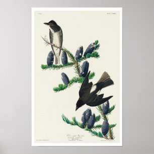 Póster Flycatcher del lado olivario por Poster Audubon