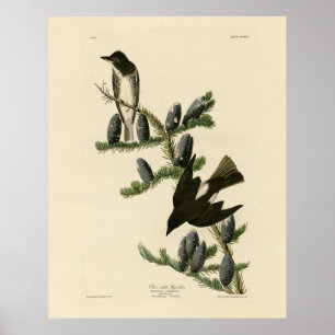 Póster Flycatcher oncoso, las aves de América de Audubon