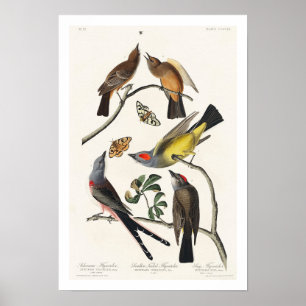 Póster Flycatcher por Audubon Poster