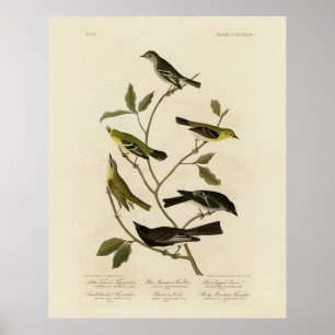Póster Flycatchers Warbler, etc. Aves de América de Audub