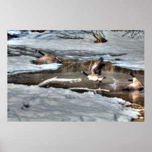 Póster Flying Canada Geese and Winter Pond Willife