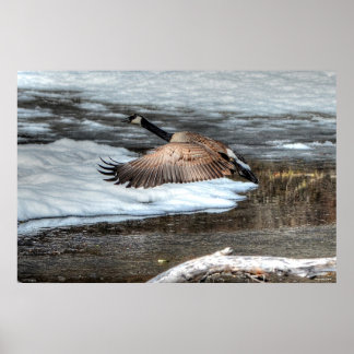 Póster Flying Canada Goose and Winter Pond Willife