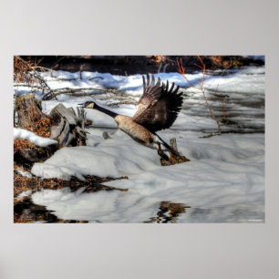 Póster Flying Canada Goose and Winter Pond Willife 2
