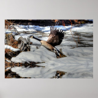 Póster Flying Canada Goose and Winter Pond Willife 2