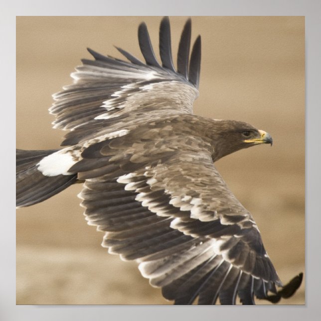 Póster Flying Eagle Poster Print (Frente)