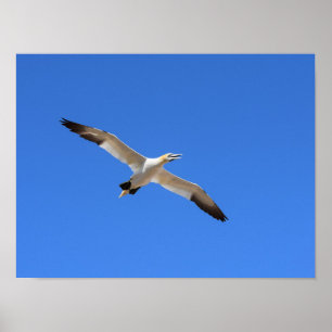 Póster Flying Gannet Bird Blue Sky