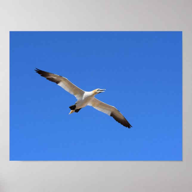 Póster Flying Gannet Bird Blue Sky (Frente)
