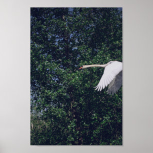 Póster Flying Swan Nature Bird Wild Life