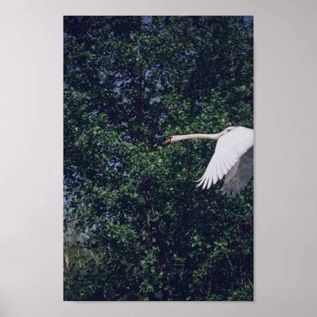 Póster Flying Swan Nature Bird Wild Life (Frente)