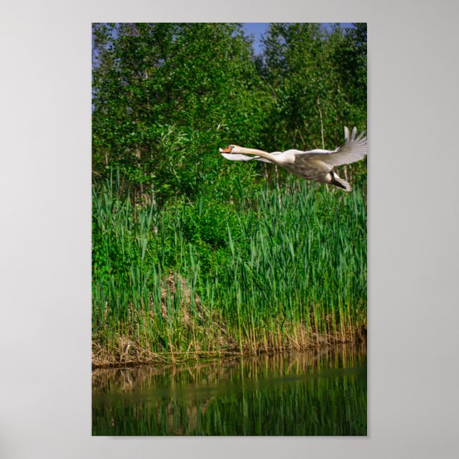 Póster Flying Swan Nature Bird Wild Life (Frente)