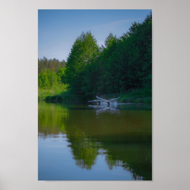 Póster Flying Swan Nature Bird Wild Life (Frente)