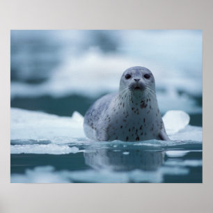 Póster foca común del pacífico, Phoca vitulina richardsi