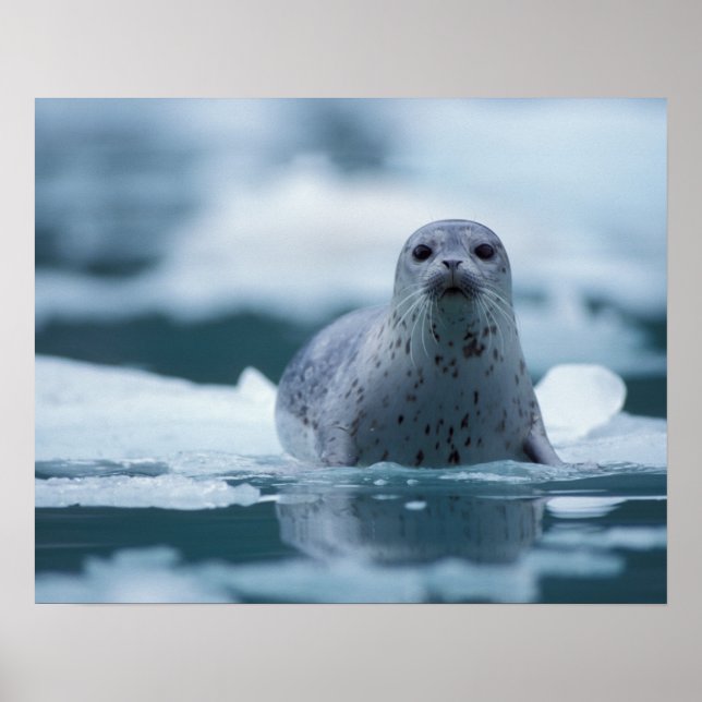 Póster foca común del pacífico, Phoca vitulina richardsi (Frente)