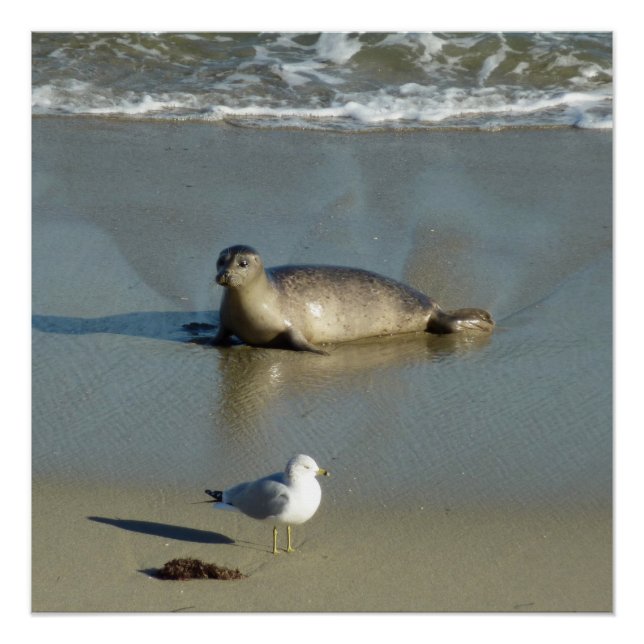 Póster Foca común en La Jolla California (Anverso)