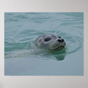 Póster Foca común nadando en el lago glacial Jokulsarlon