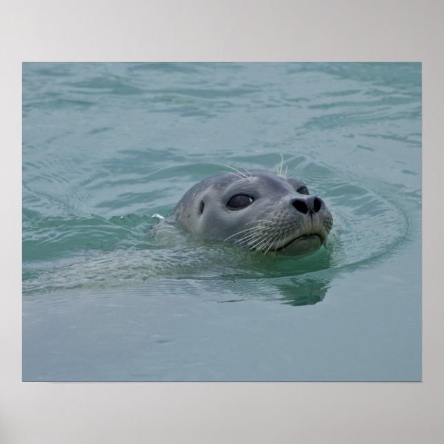 Póster Foca común nadando en el lago glacial Jokulsarlon (Frente)