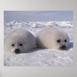 Póster Foca de Groenlandia (Phoca groenlandica) crías de 