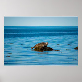 Póster Foca de puerto Atlántico