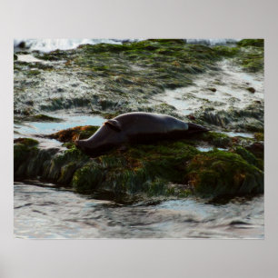 Póster Foca de puerto iluminada por la puesta del sol II 