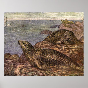 Póster Focas de Puerto, Animales Marinos de la Vida Marin