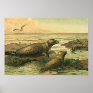 Póster Focas leopardo, Animales acuáticos vintage Vida ma