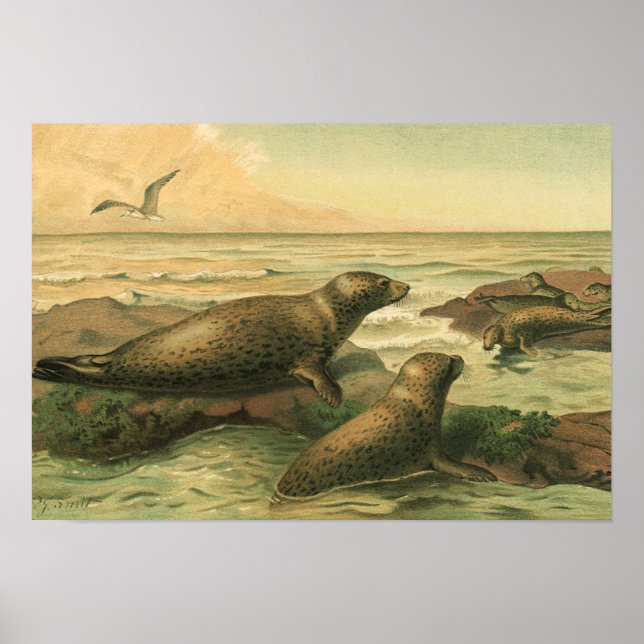 Póster Focas leopardo, Animales acuáticos vintage Vida ma (Frente)
