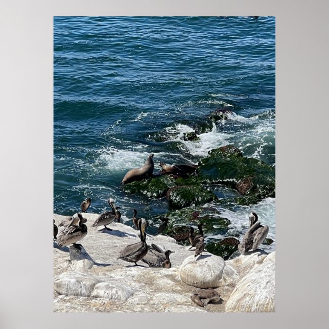 Póster Focas y Aves (Frente)