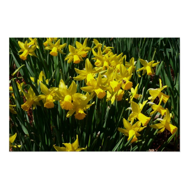 Póster Focos amarillos y flores de primavera alegres (Anverso)
