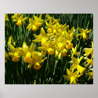Póster Focos amarillos y flores de primavera alegres