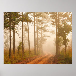 Póster Fog in pine forestforest,beautiful,black,dark,dawn