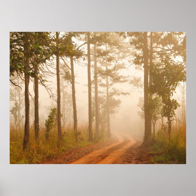 Póster Fog in pine forestforest,beautiful,black,dark,dawn (Frente)