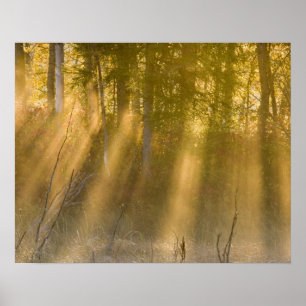 Póster Foggy Sunrise at Tamarac NWR near Detroit Lakes