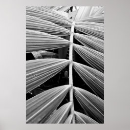 Póster folha de palmeira