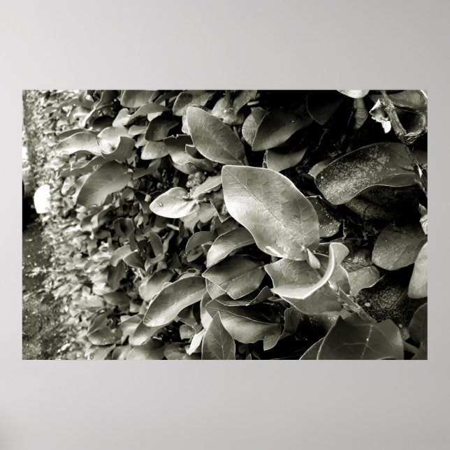 Póster folhas (Frente)