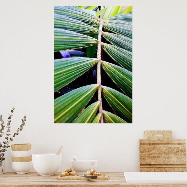 Póster folhas de palmeira (Cocina)