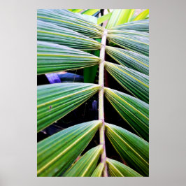 Póster folhas de palmeira