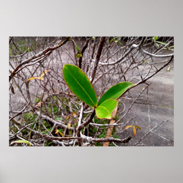 Póster folhas em vida (Frente)